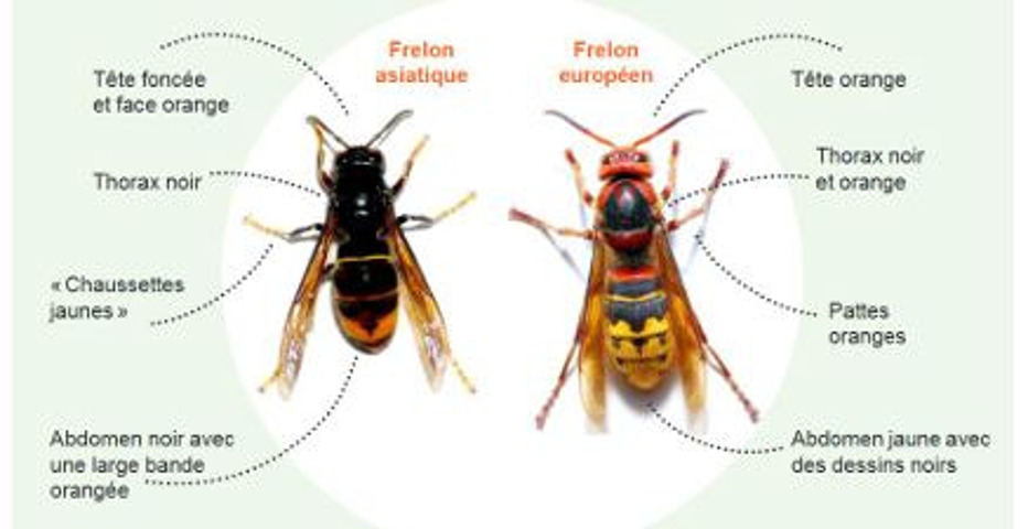 FRELONS ASIATIQUES