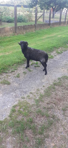 un bouc est en divagation dans la commune